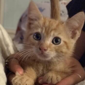 Simon (Simone) -  Domestic Short Hair Cat for Adoption in Midland, Texas - Simon (Simone) | PetCurious