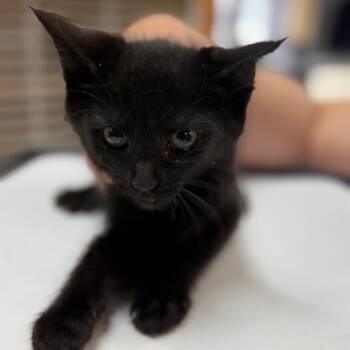 Sheridan -  Domestic Long Hair Cat for Adoption in Idaho Falls, Idaho - Sheridan | PetCurious