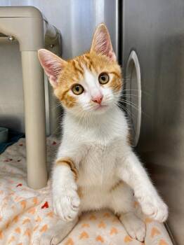 Professor -  Domestic Short Hair Cat for Adoption in Grants Pass, Oregon - Professor | PetCurious