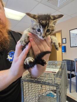 Domestic Short Hair Cats Available for Adoption in Maumelle, Arkansas - Tom | PetCurious