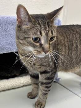 Bam -  Domestic Short Hair Cat for Adoption in Mason, Michigan - Bam | PetCurious