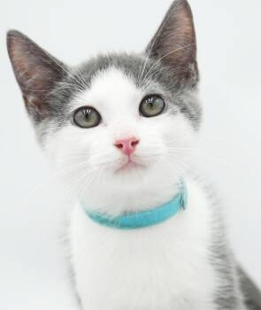 Ricky Ticky wins the heart of everyone he meets - BONDED TO RICK -  Turkish Van and Russian Blue Cat for Adoption in Bedford Hills, New York - Ricky Ticky Wins The Heart Of Everyone He Meets - BONDED TO RICK | PetCurious
