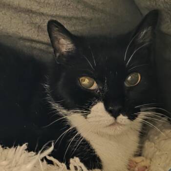 Domestic Short Hair Cats Available for Adoption - Audrey | PetCurious