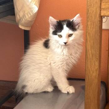Monte Cristo -  Domestic Medium Hair Cat for Adoption in Dekalb, Illinois - Monte Cristo | PetCurious