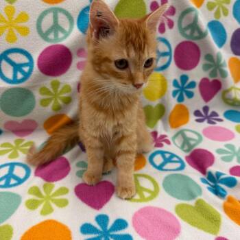 Maxine -  Domestic Medium Hair Cat for Adoption in Raleigh, North Carolina - Maxine | PetCurious