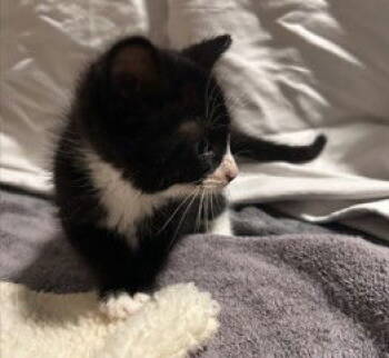 Rescue Domestic Medium Hair Cats for Adoption in Tacoma, Washington - Hazel | PetCurious