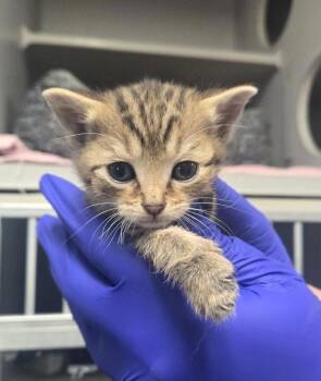 TC brn tab fe -  Domestic Short Hair Cat for Adoption in Greencastle, Indiana - TC Brn Tab Fe | PetCurious