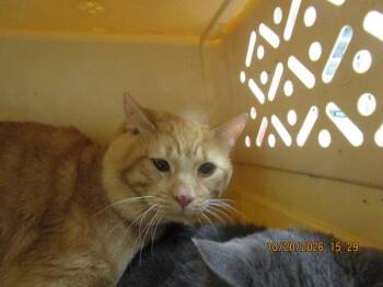 Darwin(624) -  Domestic Short Hair Cat for Adoption in Marietta, Georgia - Darwin(624) | PetCurious