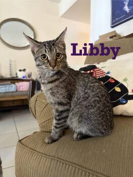Rescue Tabby Cats for Adoption - Libby | PetCurious