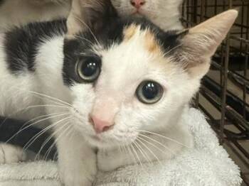 Owee -  Domestic Short Hair Cat for Adoption in Honolulu, Hawaii - Owee | PetCurious