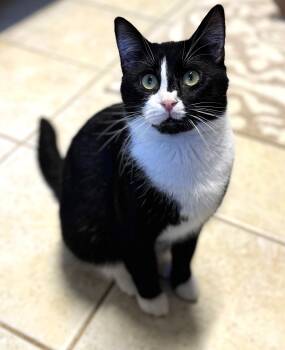 Rescue Domestic Short Hair Cats for Adoption in Kearneysville, West Virginia - Smudge | PetCurious