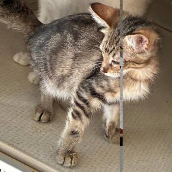 Twix -  Domestic Short Hair Cat for Adoption in Austin, Texas - Twix | PetCurious