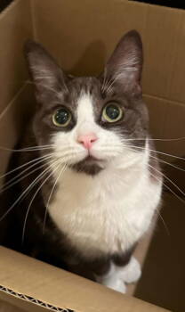 Rescue Domestic Short Hair Cats for Adoption in Phoenix, Arizona - Suede | PetCurious