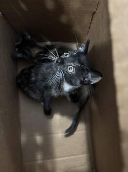 GINNY MAE -  Domestic Short Hair Cat for Adoption in Dallas, Texas - GINNY MAE | PetCurious