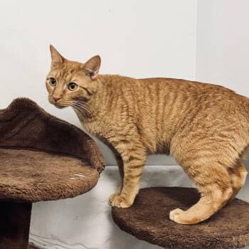 Domestic Short Hair Cats Available for Adoption - Phillip | PetCurious