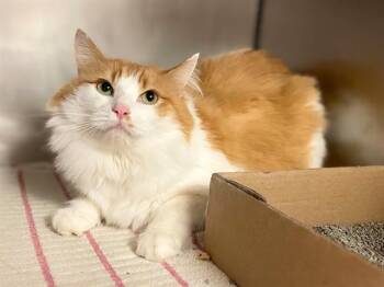 Domestic Long Hair Cats Available for Adoption in Fort Wayne, Indiana - LILY | PetCurious