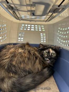 IVY -  Domestic Long Hair Cat Available for Adoption in Doral, Florida - IVY | PetCurious