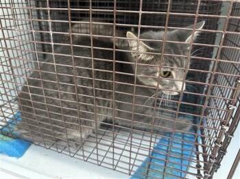A661123 -  Domestic Short Hair Cat for Adoption in Houston, Texas - A661123 | PetCurious