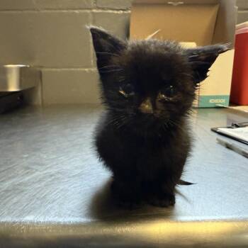 Domestic Short Hair Cats Available for Adoption in Tuscaloosa, Alabama - TUSC-Stray-84542 | PetCurious