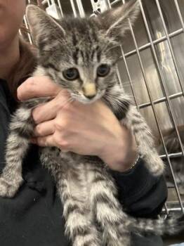 Domestic Short Hair Cats Available for Adoption in West Chester, Pennsylvania - Charon | PetCurious