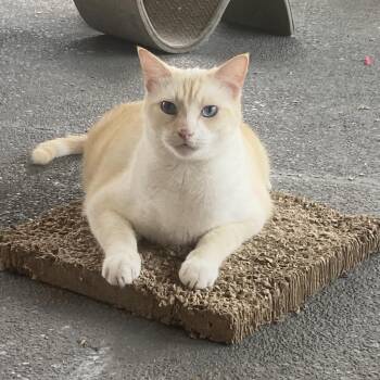 Greek -  Domestic Short Hair Cat for Adoption in Foley, Alabama - Greek | PetCurious