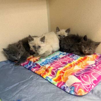 Lincoln -  Domestic Medium Hair Cat for Adoption in Great Falls, Montana - Lincoln | PetCurious