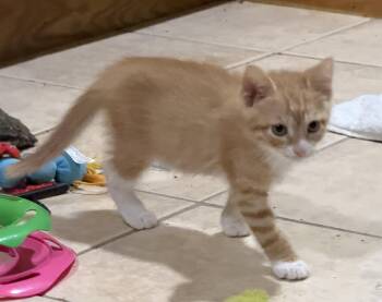 Tom -  Domestic Short Hair Cat for Adoption in East Hanover, New Jersey - Tom | PetCurious