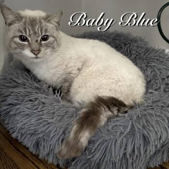 Domestic Short Hair Cats Available for Adoption - Baby Blue | PetCurious