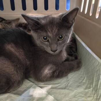 Faramir -  Domestic Short Hair Cat for Adoption in Lynchburg, Virginia - Faramir | PetCurious