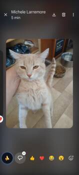 Patrick -  Domestic Short Hair Cat for Adoption in Thatcher, Arizona - Patrick | PetCurious