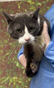 Domestic Short Hair Cats Available for Adoption - Randy | PetCurious