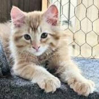 Colby (bonded with Quinton) -  Domestic Medium Hair Cat for Adoption in Pickering, Ontario - Colby (bonded With Quinton) | PetCurious
