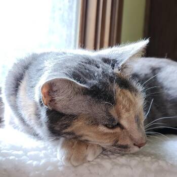 Scarlett C70306 -  Domestic Short Hair Cat for Adoption in Minnetonka, Minnesota - Scarlett C70306 | PetCurious