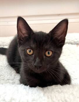Darcy -  Domestic Short Hair Cat for Adoption in Duxbury, Massachusetts - Darcy | PetCurious