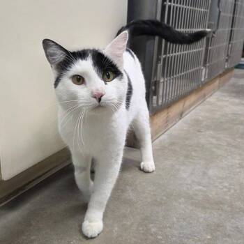 Spot -  Domestic Short Hair Cat for Adoption in Chilton, Wisconsin - Spot | PetCurious