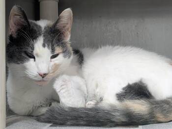 Candy Calico -  Domestic Short Hair Cat for Adoption in Springfield, Illinois - Candy Calico | PetCurious