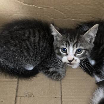 Rescue Domestic Long Hair Cats for Adoption in Volcano, Hawaii - COH-A-65277 | PetCurious