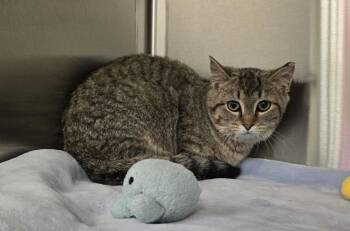 Domestic Short Hair Cats Available for Adoption - Peanut | PetCurious