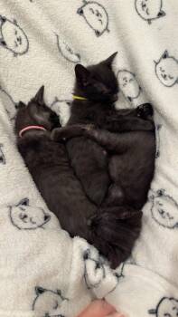 Domestic Short Hair Cats Available for Adoption in Denver, Colorado - Gas Cap | PetCurious