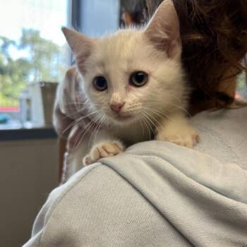 Paul -  Domestic Medium Hair Cat for Adoption in Uniontown, Pennsylvania - Paul | PetCurious