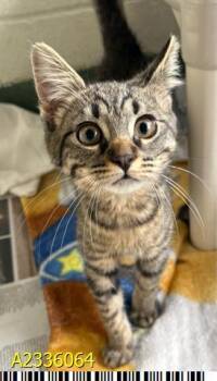 DOVI -  Domestic Short Hair Cat for Adoption in West Palm Beach, Florida - DOVI | PetCurious