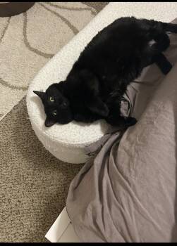 Domestic Short Hair Cats Available for Adoption in Las Vegas, Nevada - Minaj | PetCurious