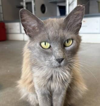 Madam Marley -  Domestic Medium Hair Cat for Adoption in Grass Valley, California - Madam Marley | PetCurious