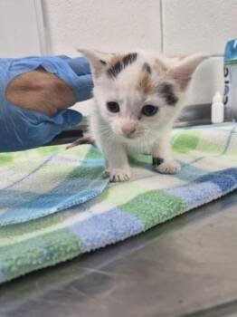 Glow -  Domestic Short Hair Cat for Adoption in Morristown, Tennessee - Glow | PetCurious