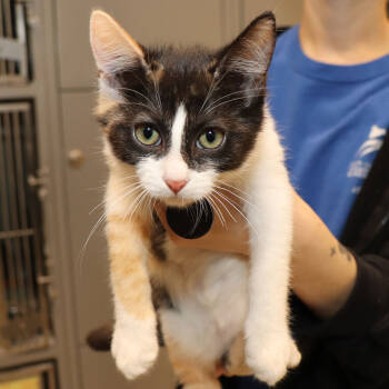 Rescue Domestic Short Hair Cats for Adoption in Port Washington, New York - George | PetCurious