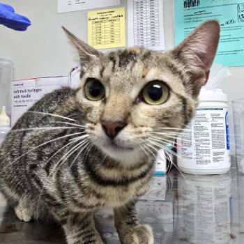 Capri -  Domestic Short Hair Cat for Adoption in Concord, North Carolina - Capri | PetCurious