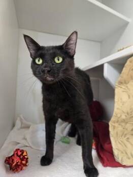 Darling -  Domestic Short Hair Cat for Adoption in Savannah, Georgia - Darling | PetCurious