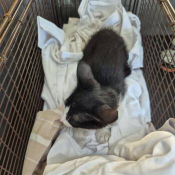 SMORES -  Domestic Short Hair Cat for Adoption in San Antonio, Texas - SMORES | PetCurious