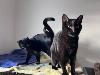 Domestic Short Hair Cats Available for Adoption - Mavis | PetCurious