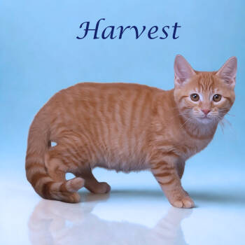 Rescue Domestic Short Hair Cats for Adoption in Lebanon, Tennessee - Harvest C25-286 | PetCurious